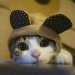  qq_28056277