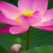  qq_27028031