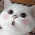 240